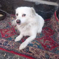 واگذاری سگ اشپیتز ۲۰ماهه