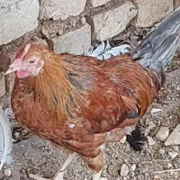 غاز و مرغ|حیوانات مزرعه|مرودشت, مسجد رسول‎|دیوار