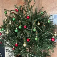 کاج نوئل کریسمس