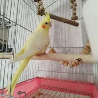 عروس هلندی جفت تخم گذار