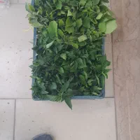 نشا بادمجان فلفل