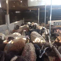 گوسفند مجهز به ۵۰۰راس دام نصفه گوشت|حیوانات مزرعه|مشهد, نوید|دیوار