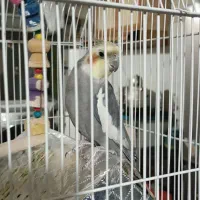 عروس هلندی نر