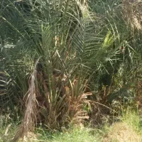 پا جوش درخت خرما|گل و گیاه طبیعی|بم, |دیوار