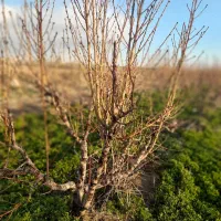 باغچه با میوه های صادراتی|فروش دفتر صنعتی، کشاورزی، تجاری|نوشین شهر, |دیوار