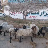 گوسفند رومانوف