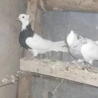 کبوتر طوقی وشازده|پرنده|چادگان, |دیوار