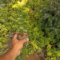 شمشاد و ترون|گل و گیاه طبیعی|کرج, ملک‌آباد|دیوار