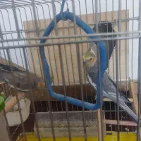 جفت عروس هلندی