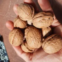 گردوی روغنی لوکس مشگین(کامل خشک شده)