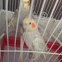 عروس هلندی