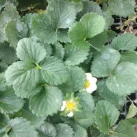 فروش انواع نشا گوجه و...