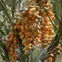 فروش انواع پاجوش نخل مجول پیارم .‌.