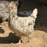 مرغ گلین|حیوانات مزرعه|اهواز, ۳۰ متری|دیوار