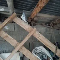 کبوتر|پرنده|آبدانان, |دیوار