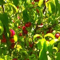 فروش-باغ