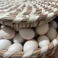 فروش تخم مرغ گلین چهل تاج نطفه دار اصل