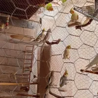 عروس هلندی به صورت تکی و یکجا