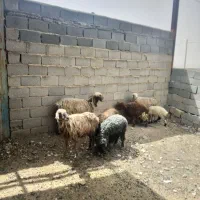 فروش ۳راس میش بره دار