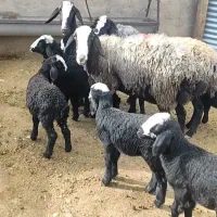 فروش گوسفند شال قوچ و شیشک آبستن