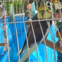 عروس هلندی جفت|پرنده|کوچصفهان, |دیوار