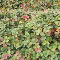 توت فرنگی سابرینا|خدمات باغبانی و درختکاری|مزرعه کتول, |دیوار