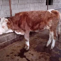 گوساله نر پرواری|حیوانات مزرعه|پایین هولار, |دیوار