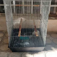 قفس طوطی و مرغ مینا