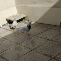 کفتر گرفتنی|پرنده|قم, نخودی|دیوار