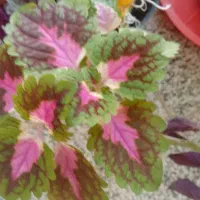 گل های خوشکل آپارتمانی|گل و گیاه طبیعی|بیرجند, |دیوار