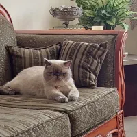 هیمالین نر