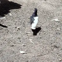 کبوتر مفلق شیرازی