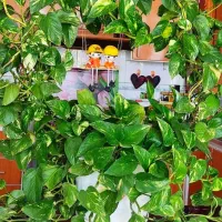 گل دیفن. پتوس. بنجامین. سانسوریا|گل و گیاه طبیعی|شیراز, باغ تخت|دیوار