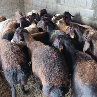 38راس گوسفند آبستن سنگین سونوگرافی|حیوانات مزرعه|سیمین شهر, |دیوار