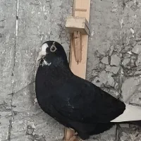 ماده پلنگ سیاه