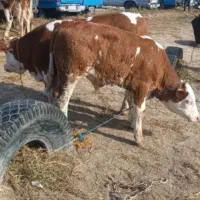 بهترین زمان تهیه کردن گوساله سیمنتال