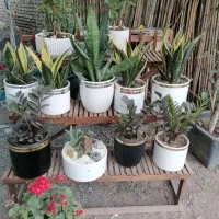 تخفیف بلک فرایدی گل و گیاه|گل و گیاه طبیعی|نیشابور, فردوس شمالی|دیوار