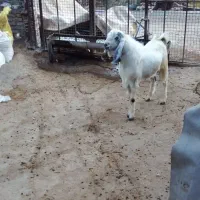 نر بز|حیوانات مزرعه|شیروان (لرستان), |دیوار