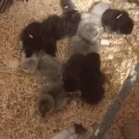 فروش تعدادی جوجه گلین طوسی وسیاه خال سوزنی زیرمرغی|حیوانات مزرعه|برازجان, |دیوار