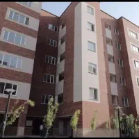 زیتون ابوطالب
