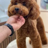 توی پودل پنج ماهه خوشگل