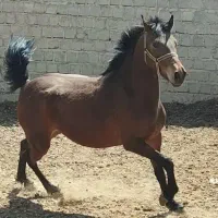 مادیان و کره مادیان نژاد کورد