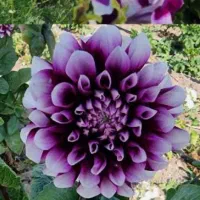 مشاوره گلخانه