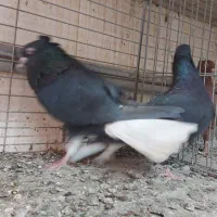 کفتر کبوتر نروماده زاغ دم سفید سرخ دمسفید رنگی