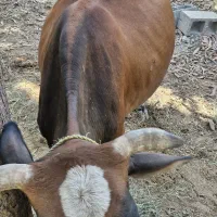 گاو با گوساله نر