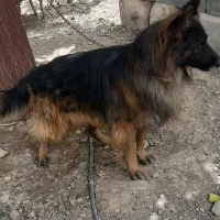 ژرمن شیپرد نروماده بلک وبلک فیس