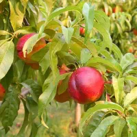 باغ سرپا آماده محصول|فروش زمین و ملک کلنگی|خان ببین, |دیوار