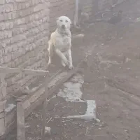 واگذاری سگ سرابی قهدرجانی