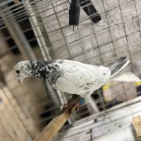 نر کله هفت رنگ|پرنده|تهران, کوثر|دیوار