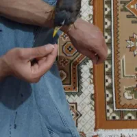 مینا  سخنگو درحد چند کلمه|پرنده|مشهد, عسگریه|دیوار